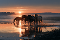 Crossing at First Light
